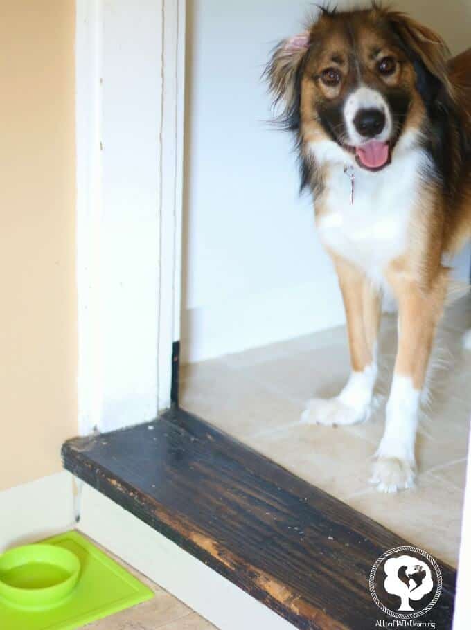 spill proof dog bowl