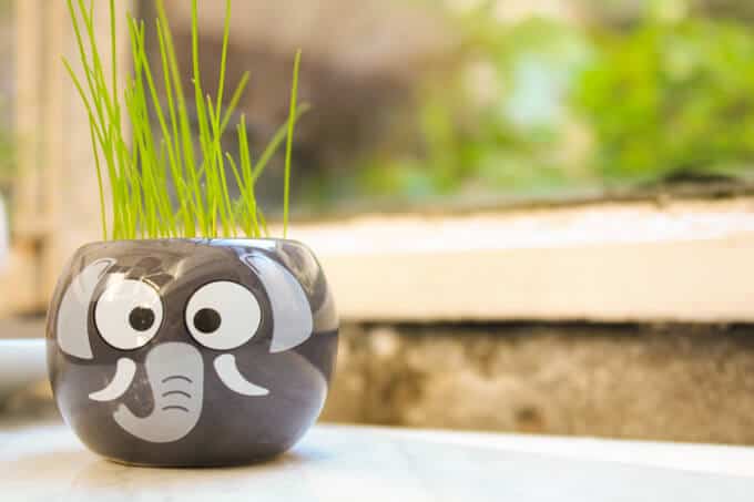 Elephant pot with chives - herbs to grow with kids