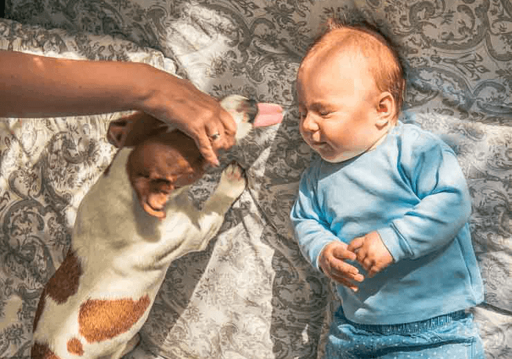 Important advice when preparing for a homebirth with a dog in the house