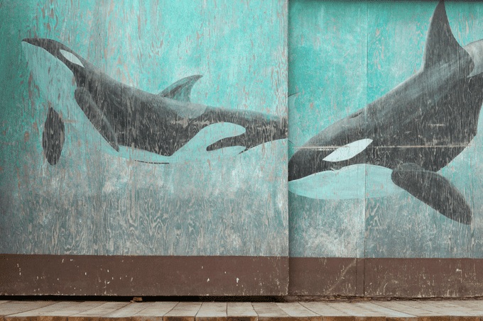 How to be a village? Learn to be vulnerable from a mourning Orca
